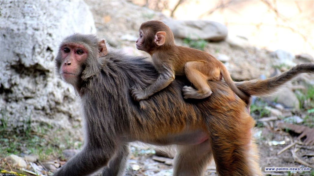 جدري القردة يكتسح العالم.. والدواء الأهم لا يعمل ضده